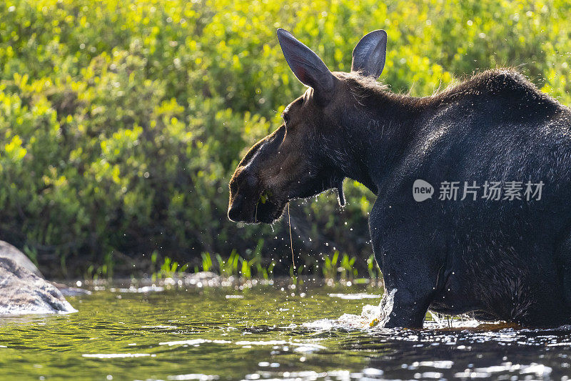 驼鹿，Alces Alces，从湖里出来的雌鹿